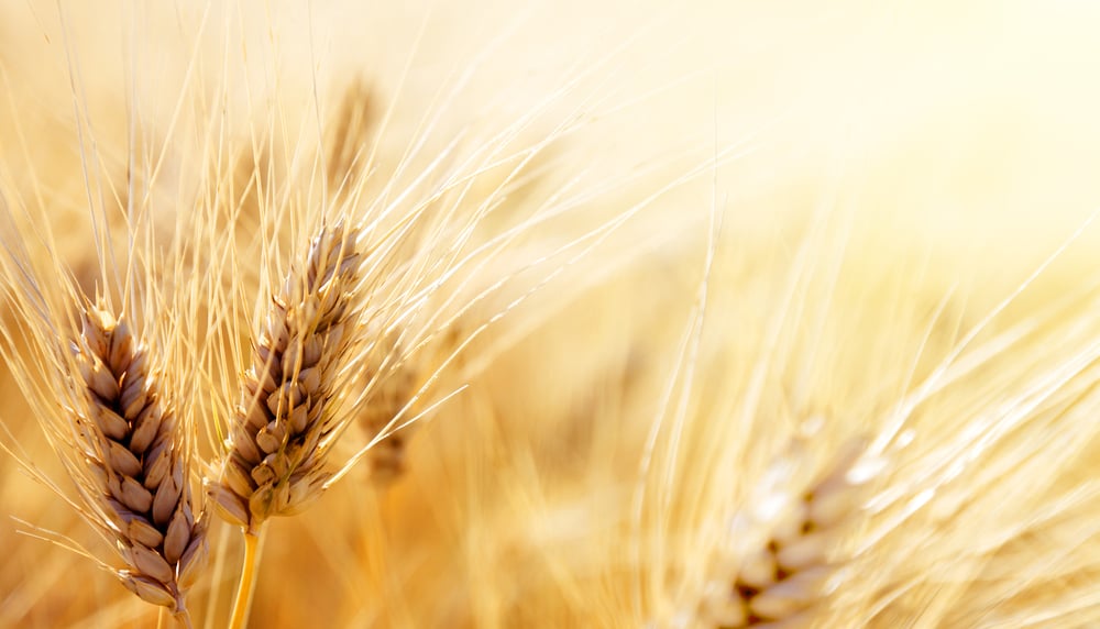 Wheat field-1