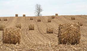 Corn Stalks-1