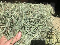 Grass hay