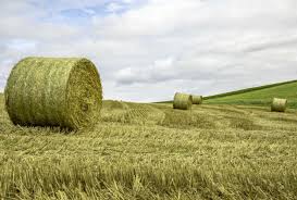 Grass legume mixtures, dry hay