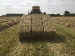 Rye Hay