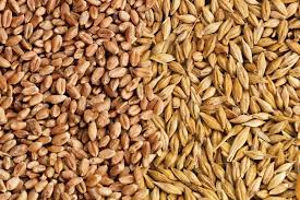 Small Grains