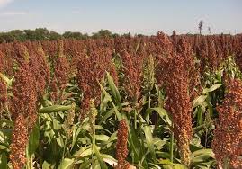 Sorghum sudan silage