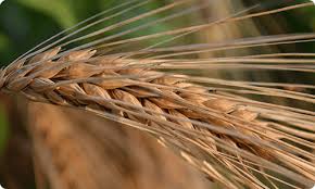 barley grain