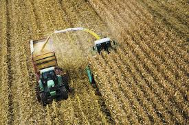 corn silage