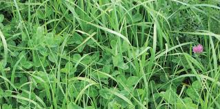 ensiled grass-legume