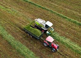 legume silage