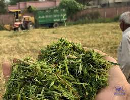 oat silage