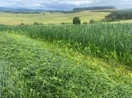 peas and oats silage