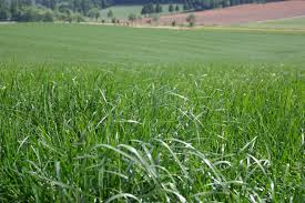 rye grass