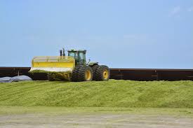 rye silage