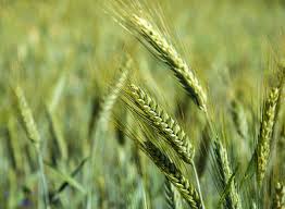 triticale Grain